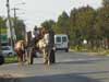 Horse Carriage