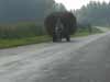 Horse Carriage