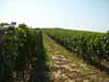 Vineyards