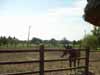 Hortob�gy