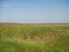Puszta